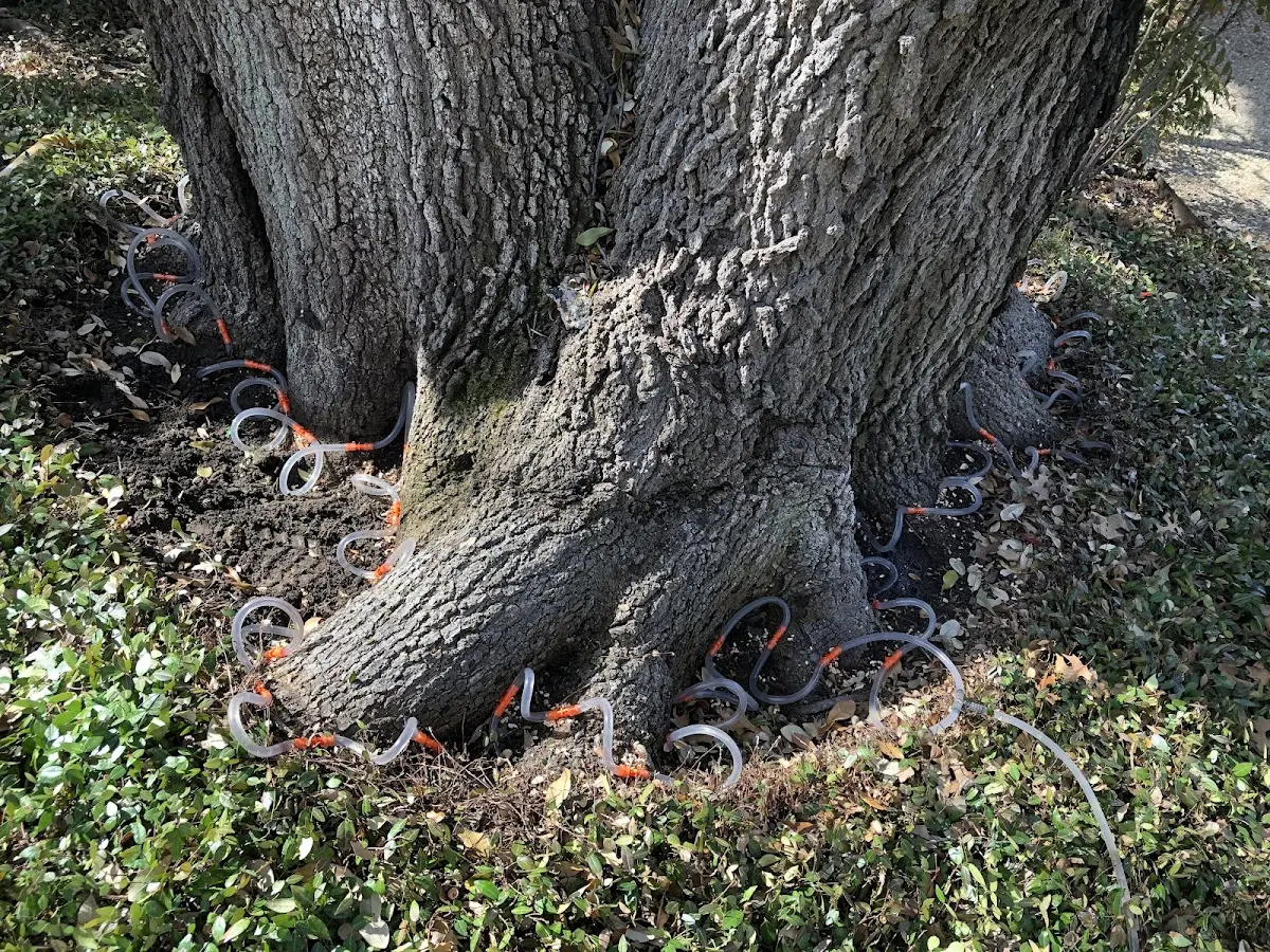 Detailed Tree Cabling and Bracing job site in Deerbrook