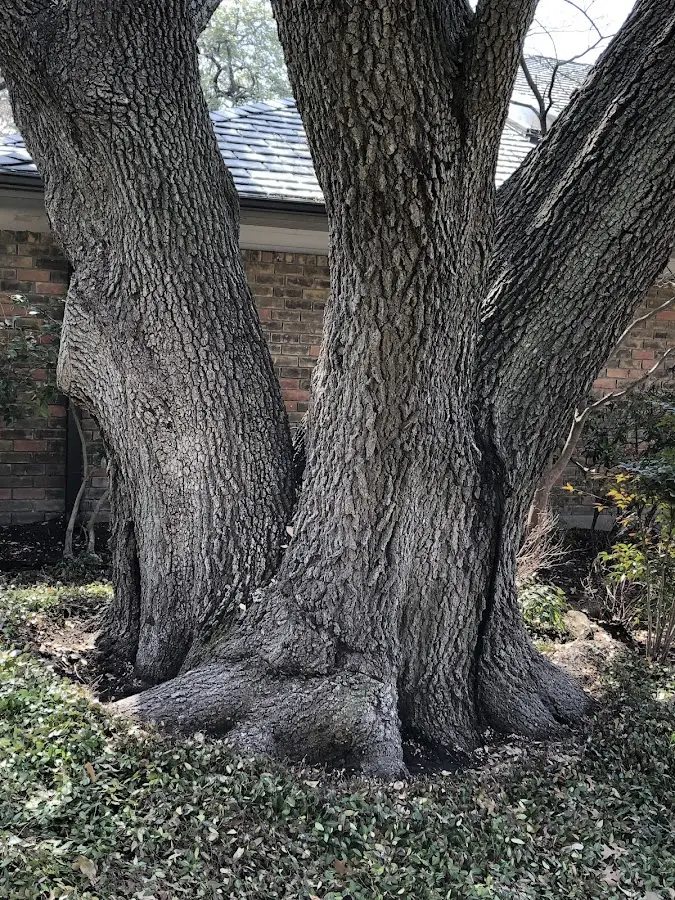 Mature heritage tree close to a Deerbrook property cared for by certified arborists